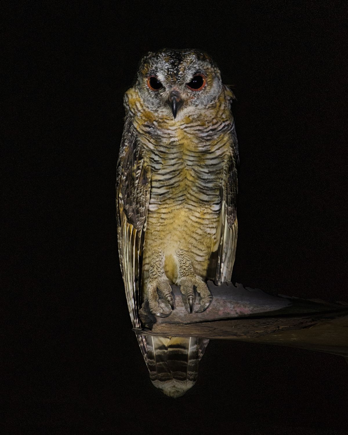 mottled wood owl (2)